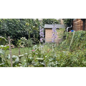 Comment garder son jardin en bonne santé pendant une canicule ?
